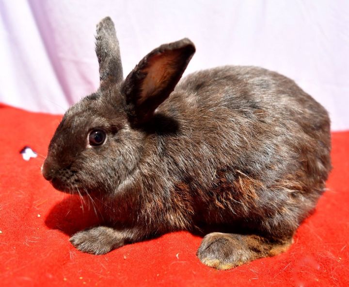 Dashing, an adoptable Bunny Rabbit in East Syracuse, NY_image-6