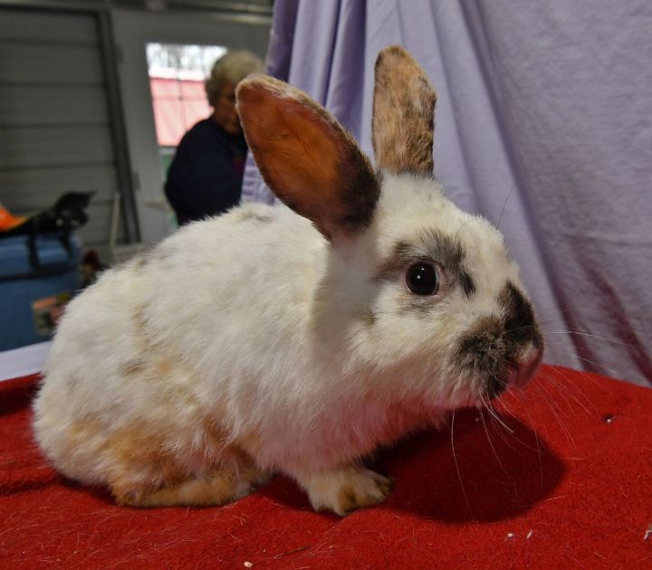 Sincere, an adoptable Bunny Rabbit in East Syracuse, NY_image-2