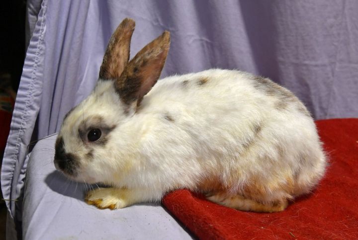 Sincere, an adoptable Bunny Rabbit in East Syracuse, NY_image-5