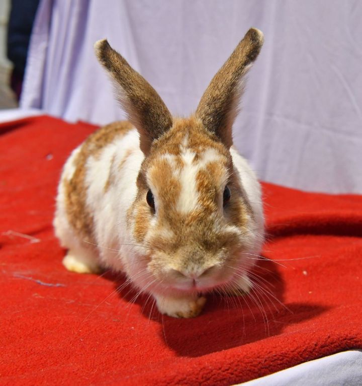 Resilient, an adoptable Bunny Rabbit in East Syracuse, NY_image-2