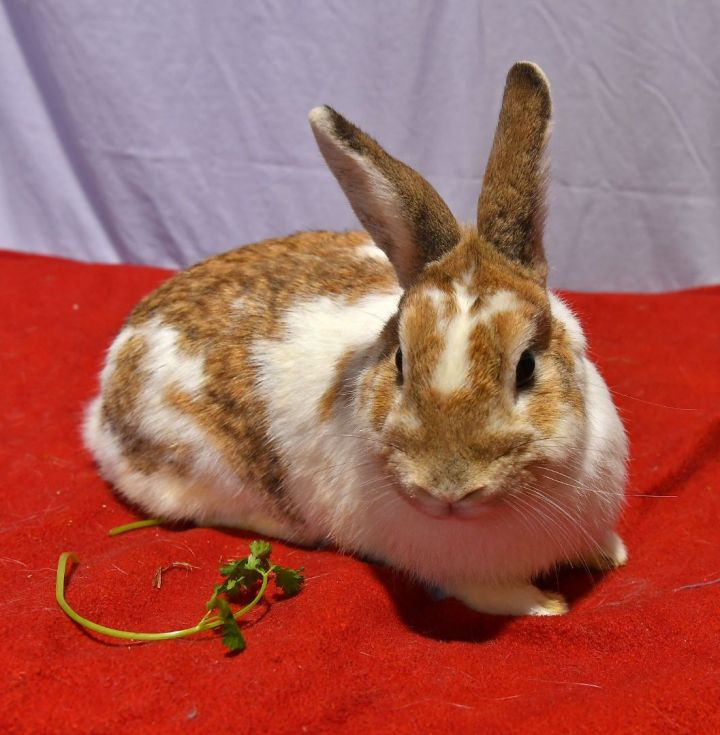 Resilient, an adoptable Bunny Rabbit in East Syracuse, NY_image-4