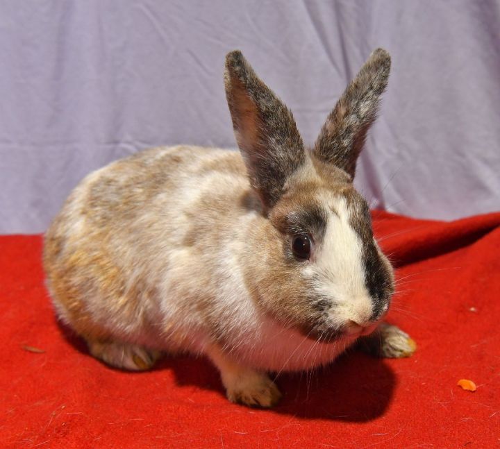 Tawny, an adoptable Bunny Rabbit in East Syracuse, NY_image-3