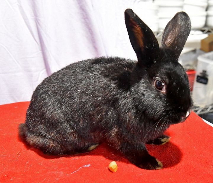 Magnificent, an adoptable Bunny Rabbit in East Syracuse, NY_image-1