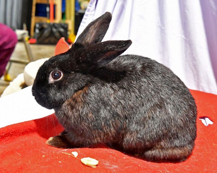Magnificent, an adoptable Bunny Rabbit in East Syracuse, NY_image-2