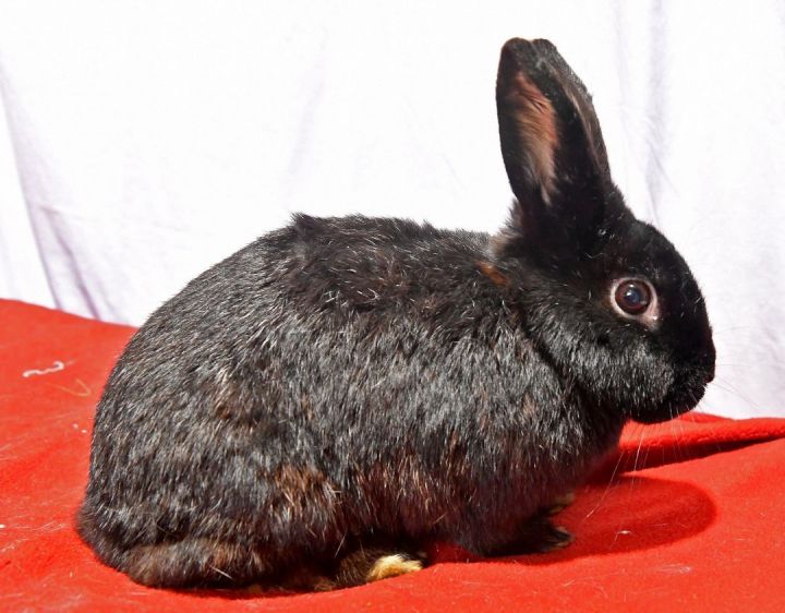Magnificent, an adoptable Bunny Rabbit in East Syracuse, NY_image-3