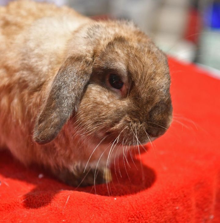 Magical, an adoptable Lop Eared in East Syracuse, NY_image-1