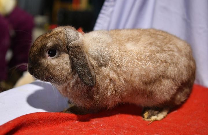 Magical, an adoptable Lop Eared in East Syracuse, NY_image-2