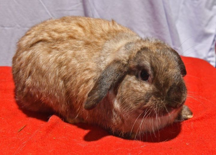 Magical, an adoptable Lop Eared in East Syracuse, NY_image-3