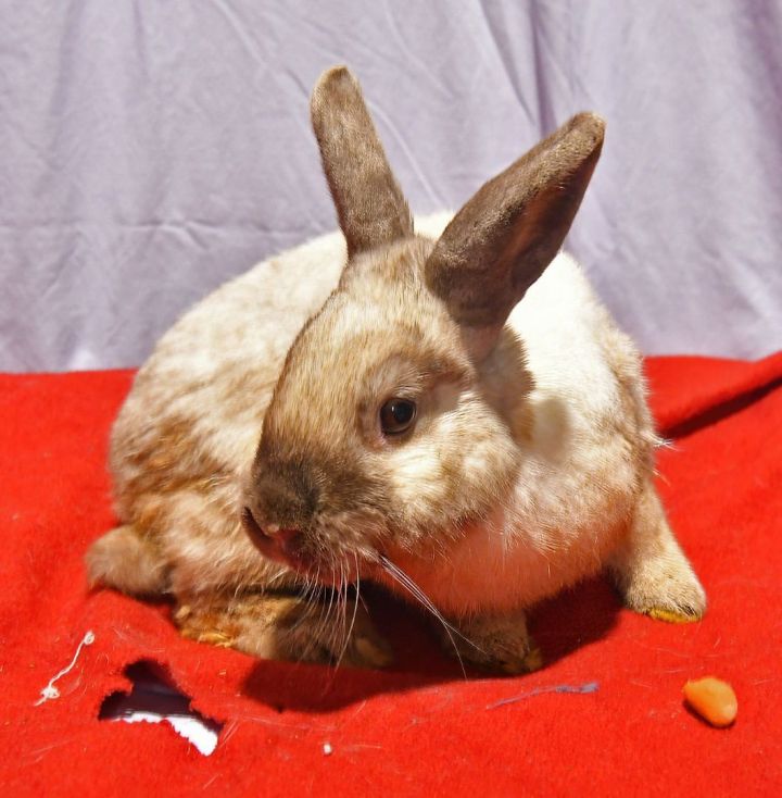 Lucky, an adoptable Bunny Rabbit in East Syracuse, NY_image-2
