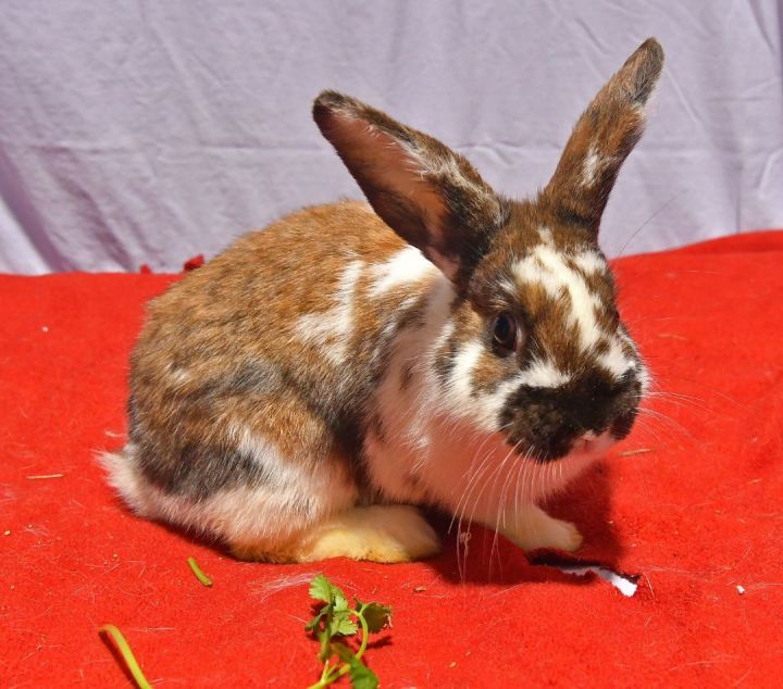 Adorable, an adoptable Bunny Rabbit in East Syracuse, NY_image-1