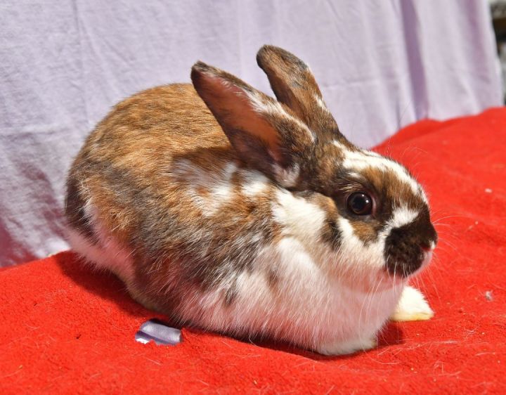 Adorable, an adoptable Bunny Rabbit in East Syracuse, NY_image-3