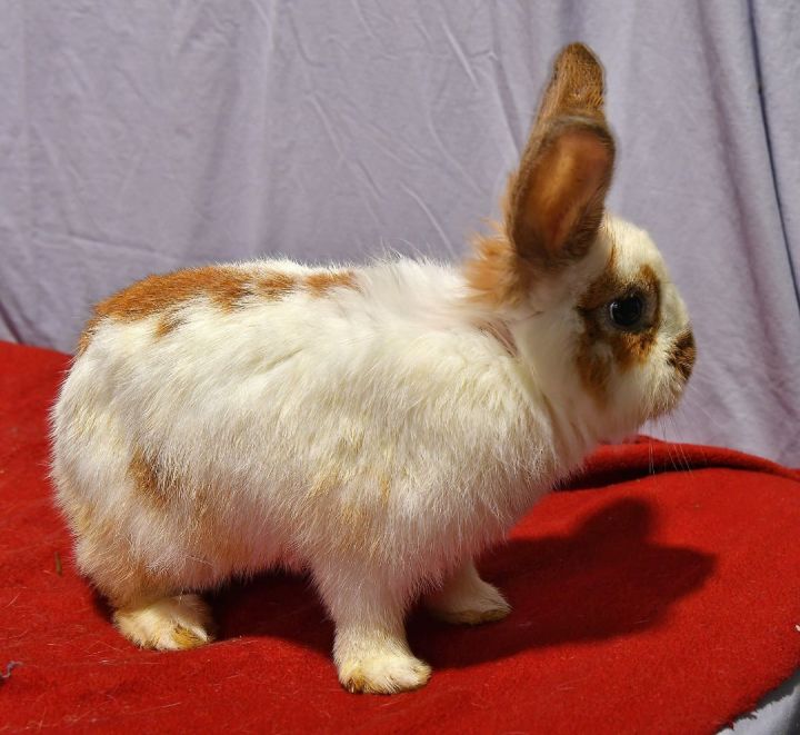Blanca, an adoptable Bunny Rabbit in East Syracuse, NY_image-4