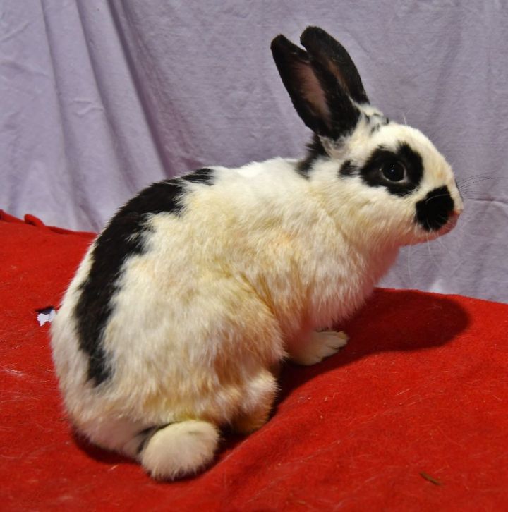 Playful, an adoptable Bunny Rabbit in East Syracuse, NY_image-1