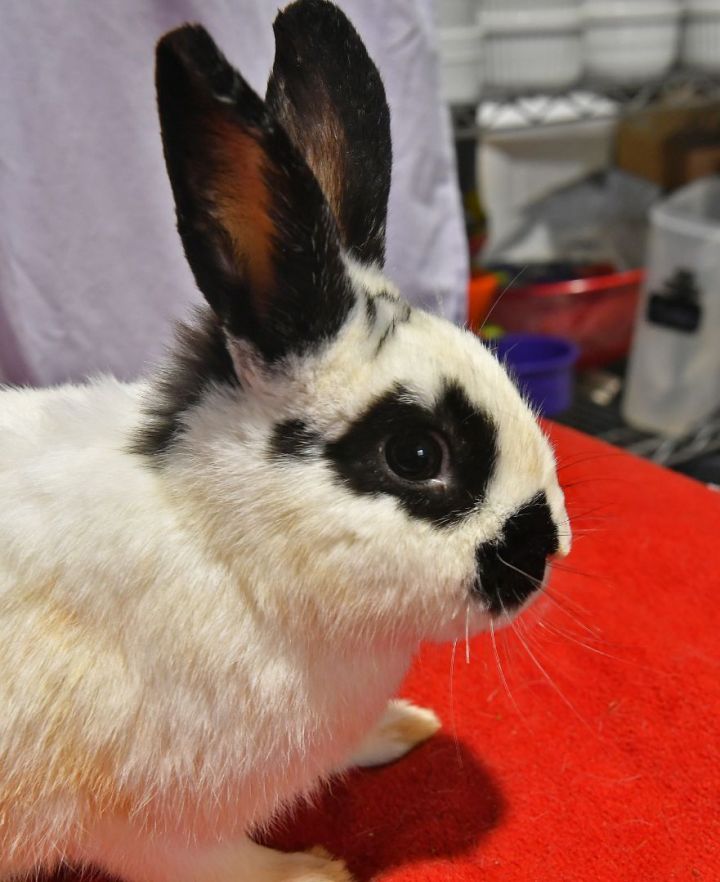 Playful, an adoptable Bunny Rabbit in East Syracuse, NY_image-2