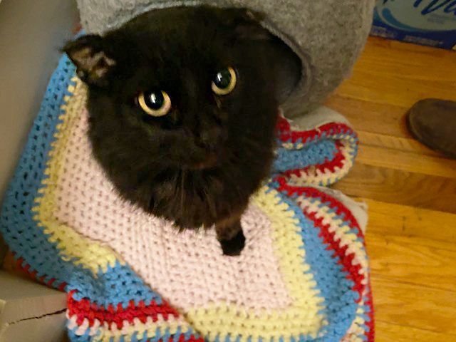 Sally Floof 1