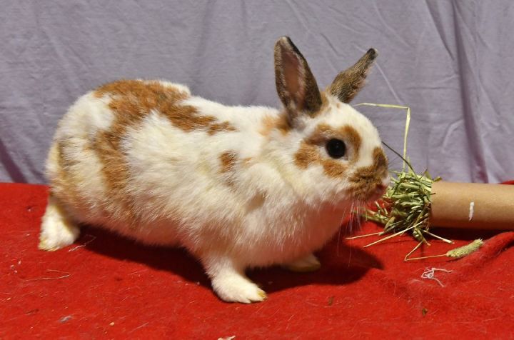 Paisley, an adoptable Bunny Rabbit in East Syracuse, NY_image-2