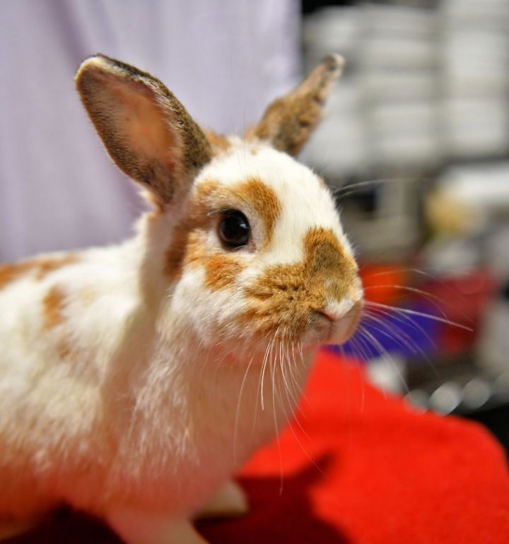 Paisley, an adoptable Bunny Rabbit in East Syracuse, NY_image-4