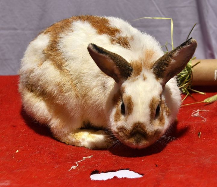 Paisley, an adoptable Bunny Rabbit in East Syracuse, NY_image-5