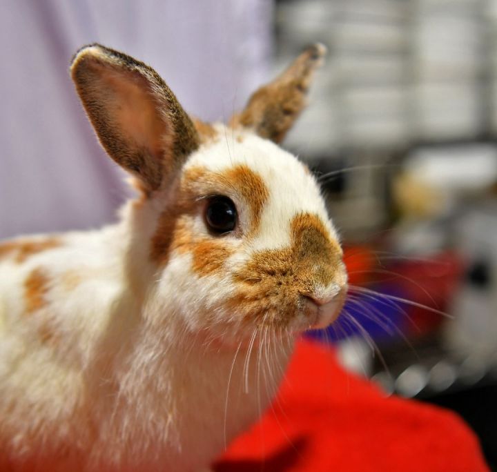 Paisley, an adoptable Bunny Rabbit in East Syracuse, NY_image-6