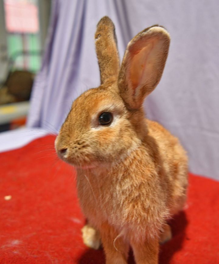 Bonnie, an adoptable Bunny Rabbit in East Syracuse, NY_image-2