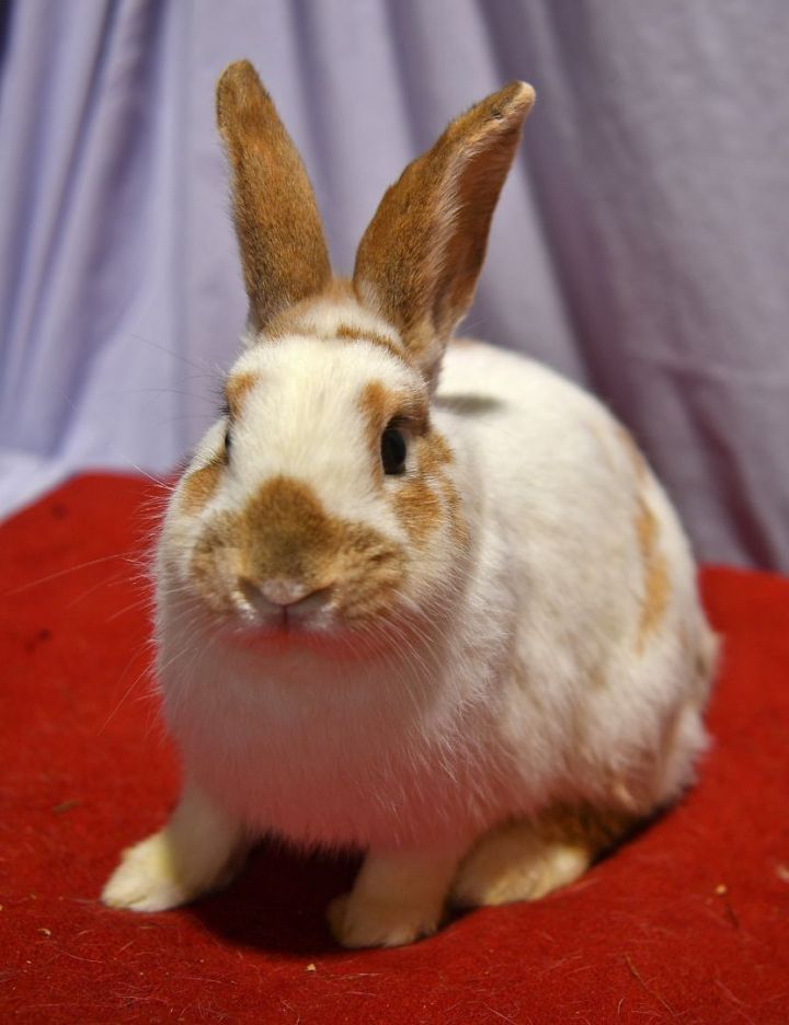 Calm, an adoptable Bunny Rabbit in East Syracuse, NY_image-1