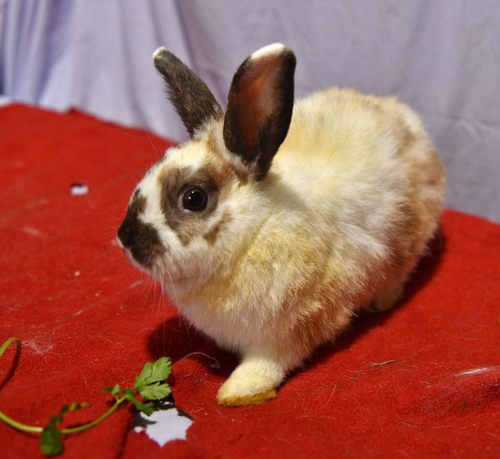 Raven, an adoptable Bunny Rabbit in East Syracuse, NY_image-2