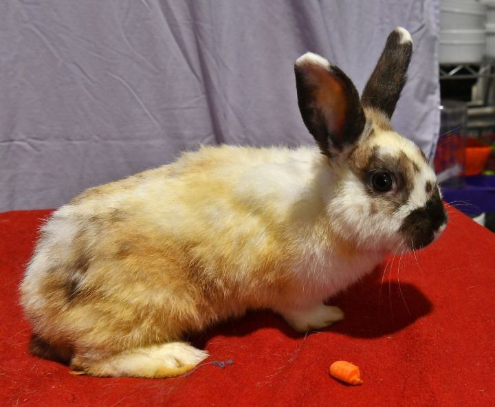 Raven, an adoptable Bunny Rabbit in East Syracuse, NY_image-3