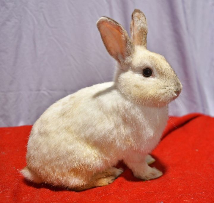 Silly, an adoptable Bunny Rabbit in East Syracuse, NY_image-4