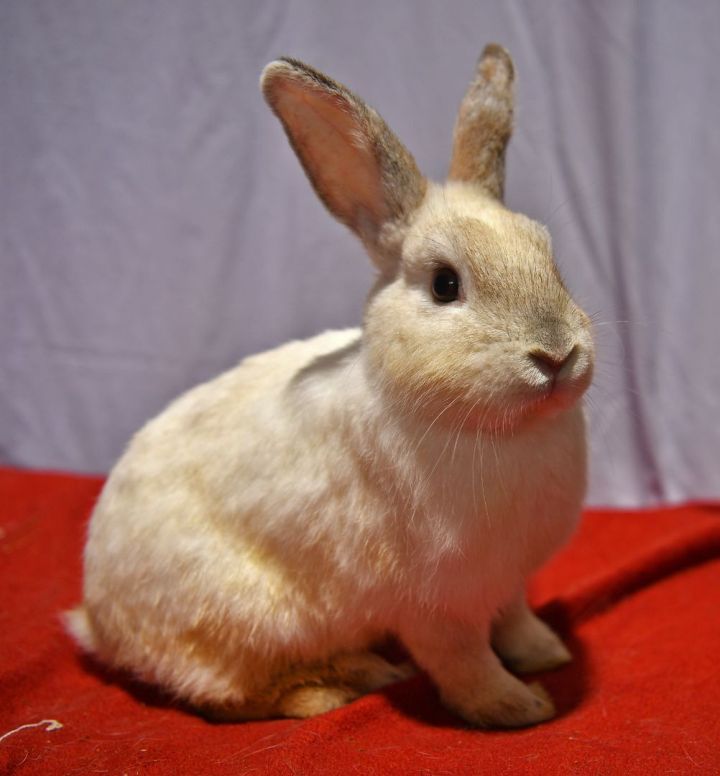 Silly, an adoptable Bunny Rabbit in East Syracuse, NY_image-1
