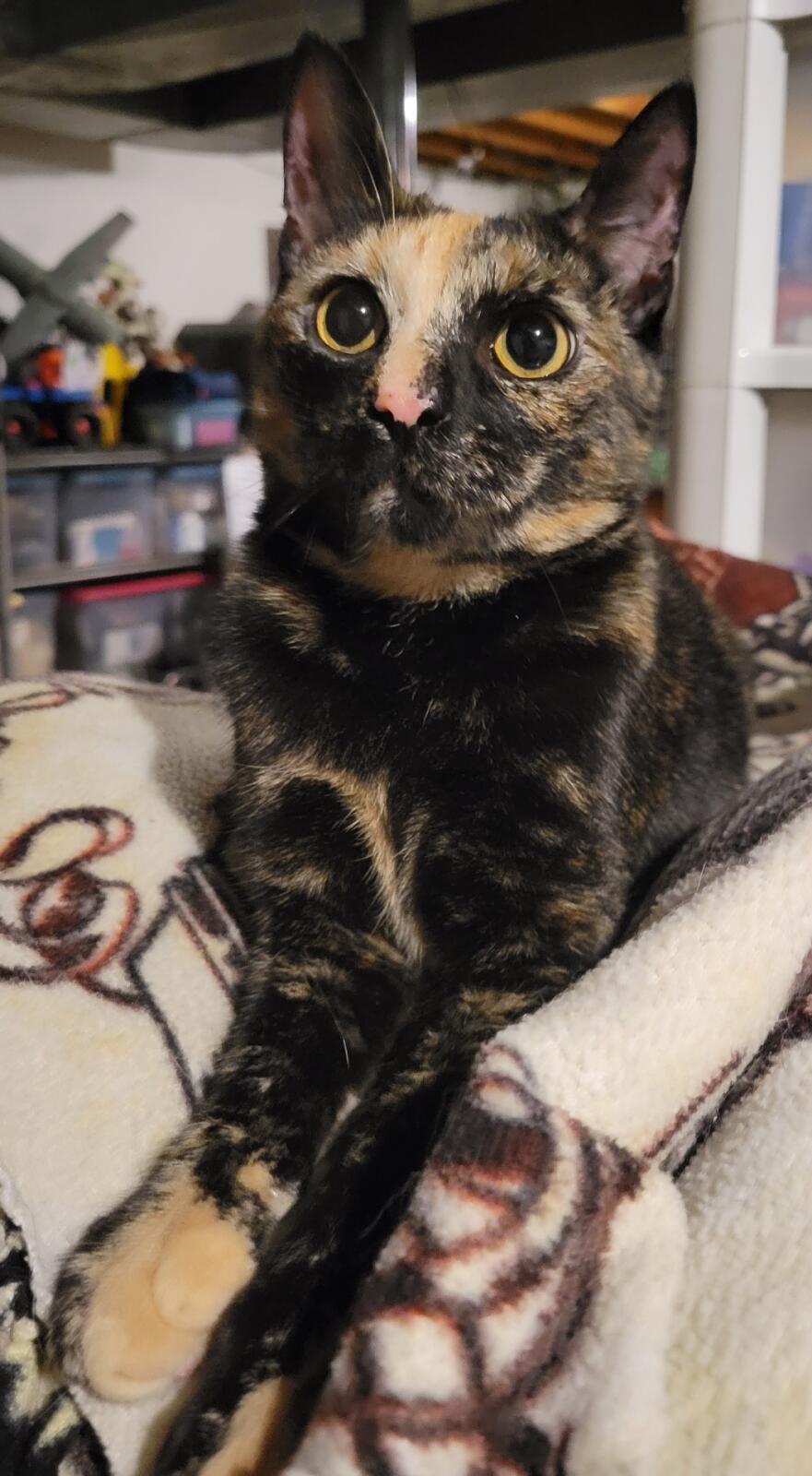 *Kasey, an adoptable Domestic Short Hair in Forest, VA, 24551 | Photo Image 1