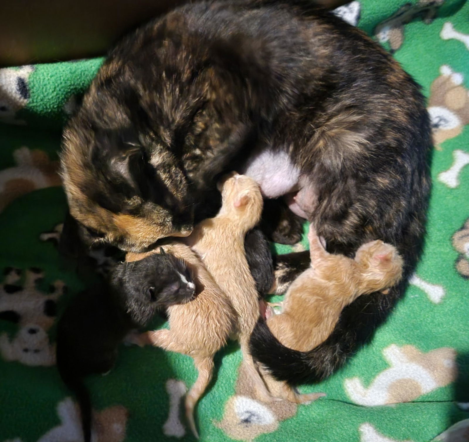 *Kasey, an adoptable Domestic Short Hair in Forest, VA, 24551 | Photo Image 2