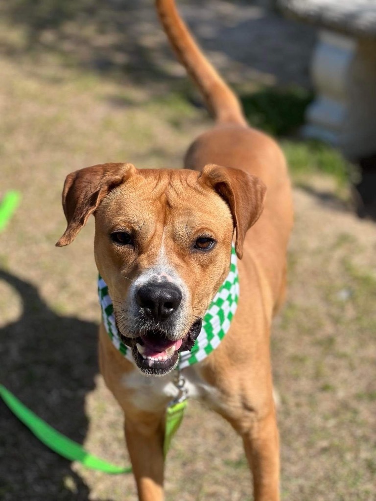 Thor, an adoptable Terrier in Darlington, SC, 29532 | Photo Image 4