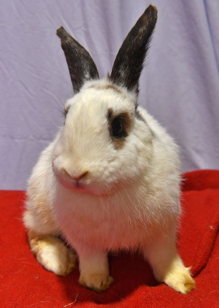 Dapper, an adoptable Lionhead in East Syracuse, NY_image-1