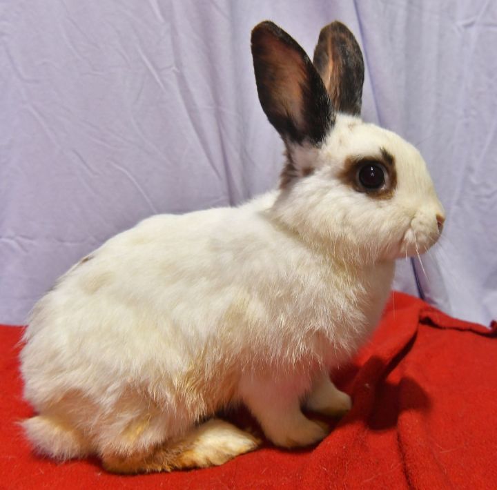 Dapper, an adoptable Lionhead in East Syracuse, NY_image-3