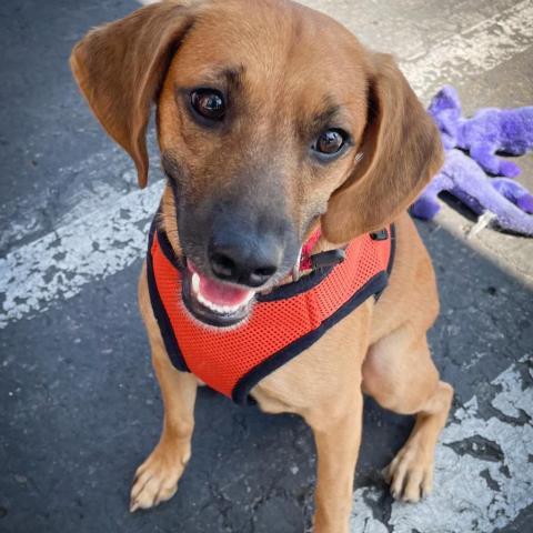 Junior, an adoptable Terrier & Beagle Mix in San Diego, CA_image-6
