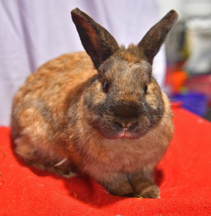 Loyal, an adoptable Bunny Rabbit in East Syracuse, NY_image-2