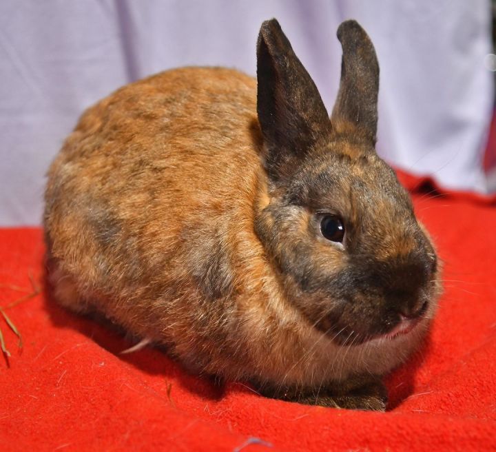 Loyal, an adoptable Bunny Rabbit in East Syracuse, NY_image-6