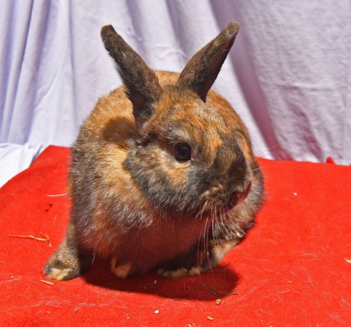 Generous, an adoptable Bunny Rabbit in East Syracuse, NY_image-2