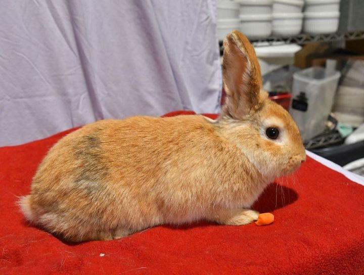 Thankful, an adoptable Bunny Rabbit in East Syracuse, NY_image-1