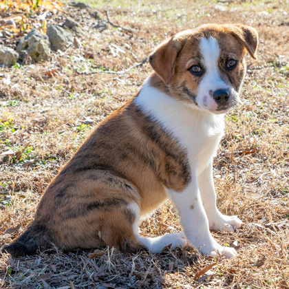 Ranger