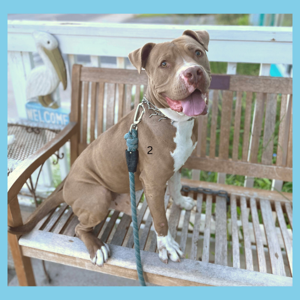 Bandit , an adoptable Pit Bull Terrier in South Padre Island, TX, 78597 | Photo Image 3