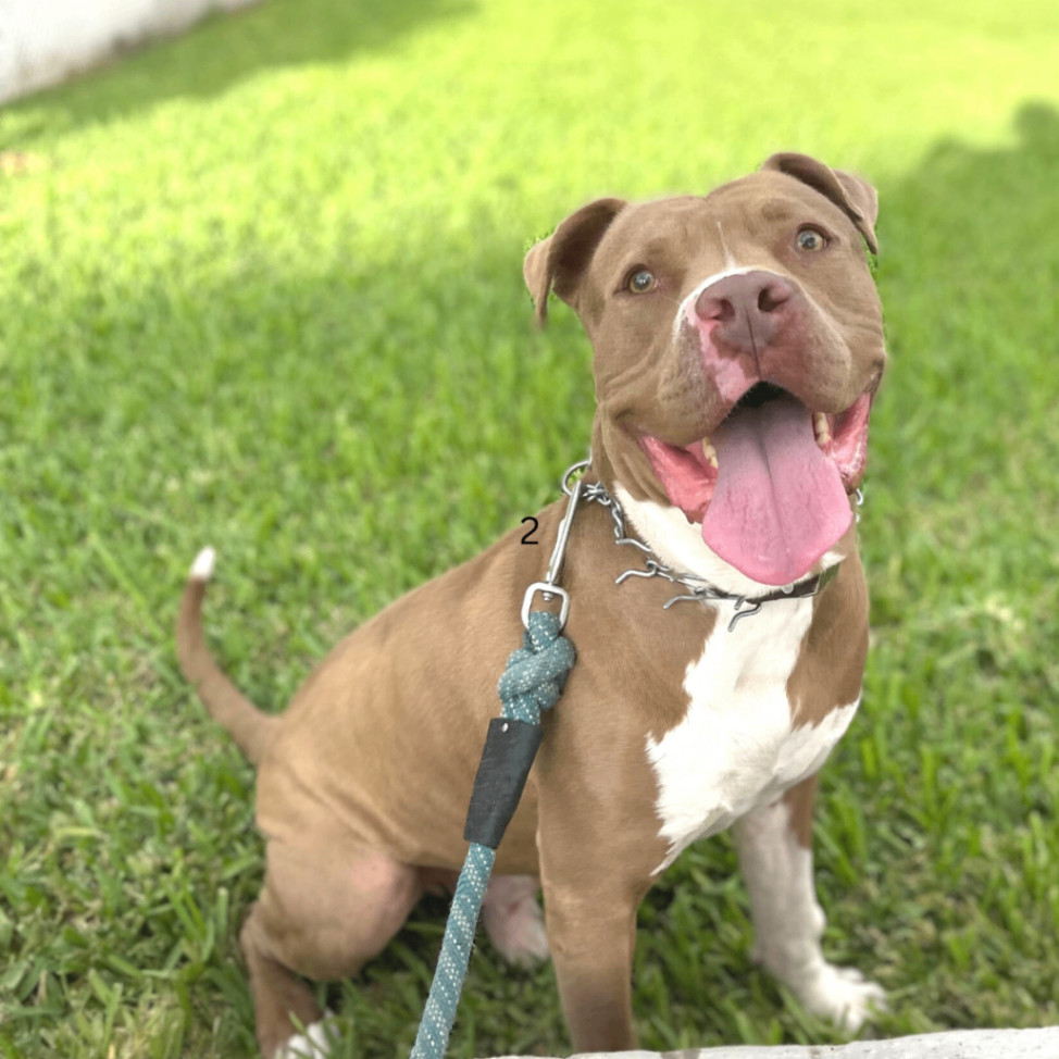 Bandit , an adoptable Pit Bull Terrier in South Padre Island, TX, 78597 | Photo Image 4