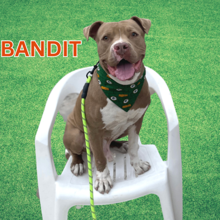 Bandit , an adoptable Pit Bull Terrier in South Padre Island, TX, 78597 | Photo Image 5