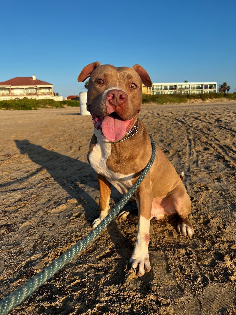Bandit , an adoptable Pit Bull Terrier in South Padre Island, TX, 78597 | Photo Image 6