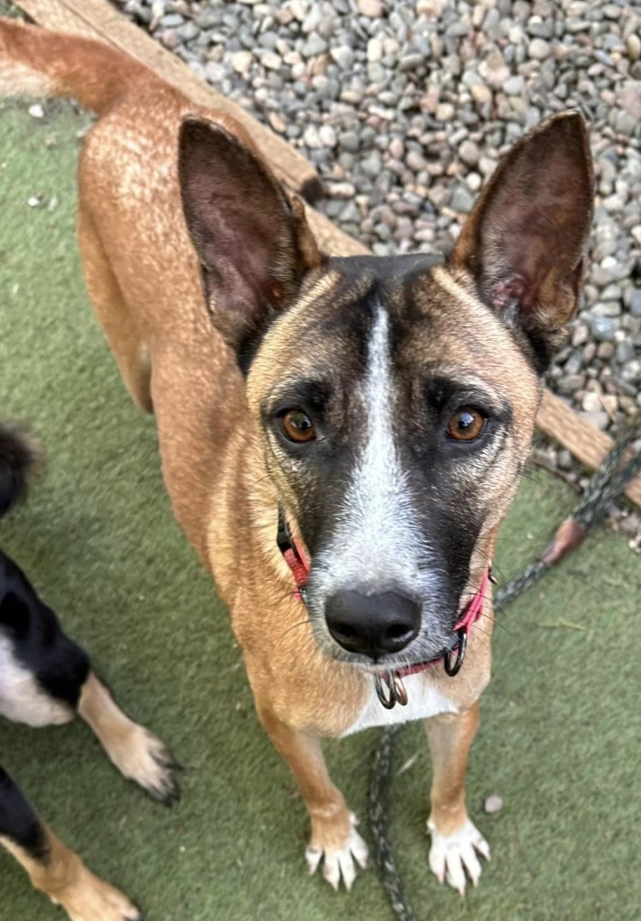 Maverick, an adoptable Jindo, Australian Kelpie in San Diego, CA, 92117 | Photo Image 1