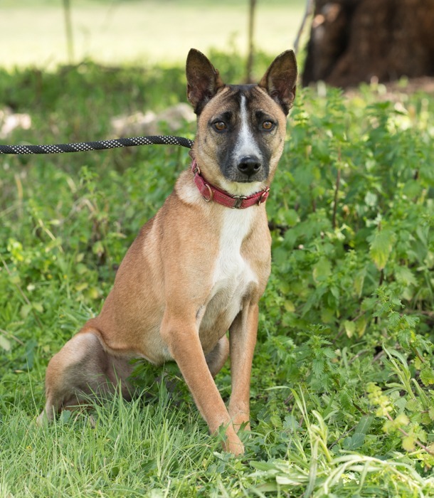 Maverick, an adoptable Jindo, Australian Kelpie in San Diego, CA, 92117 | Photo Image 2