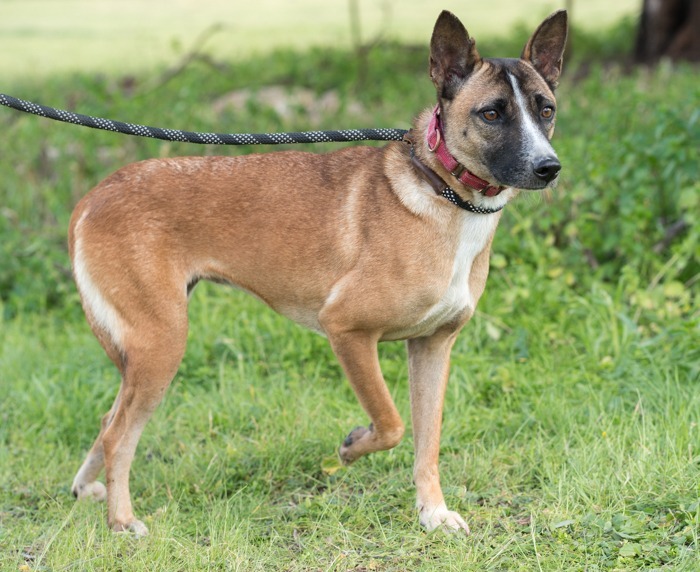 Maverick, an adoptable Jindo, Australian Kelpie in San Diego, CA, 92117 | Photo Image 3