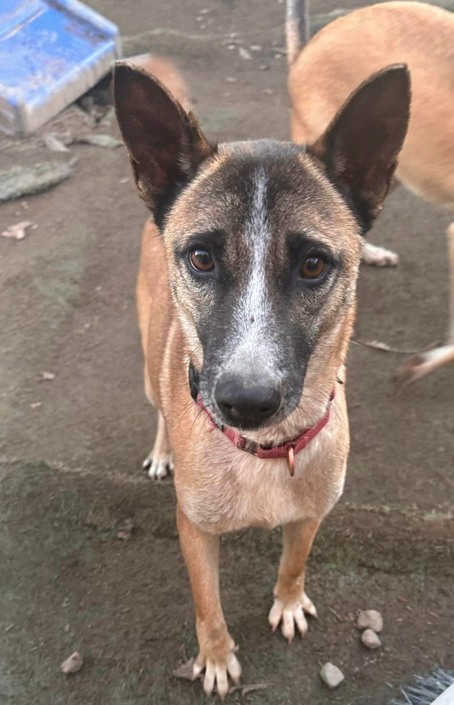 Maverick, an adoptable Jindo, Australian Kelpie in San Diego, CA, 92117 | Photo Image 4