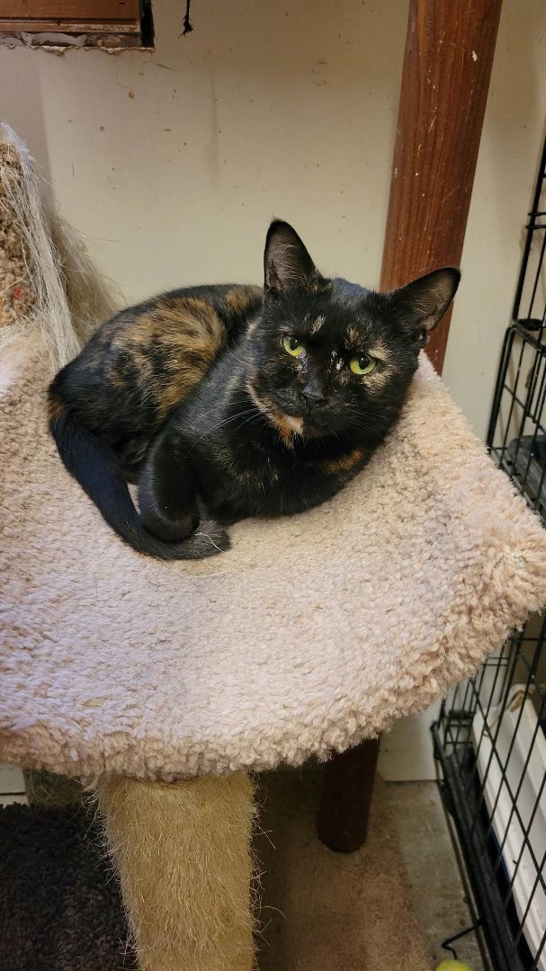 Cat for adoption Felicity, a Domestic Short Hair in Sheboygan, WI