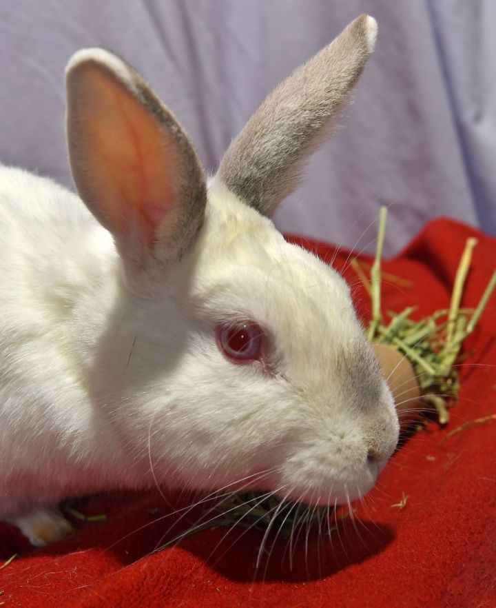 Goal!, an adoptable Bunny Rabbit in East Syracuse, NY_image-1